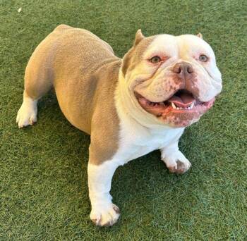 Barnacle -  English Bulldog Dog for Adoption in Walnut Creek, California - Barnacle | PetCurious