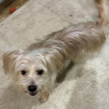 Poppers -  Jack Russell Terrier and Mixed Breed Dog for Adoption in Mundelein, Illinois - Poppers | PetCurious