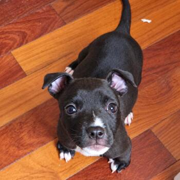 Posie -  Pit Bull Terrier and Mixed Breed Dog for Adoption in New Orleans, Louisiana - Posie | PetCurious
