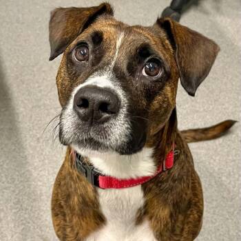 Zeppelin -  Mixed Breed Dog for Adoption in Moundsville, West Virginia - Zeppelin | PetCurious