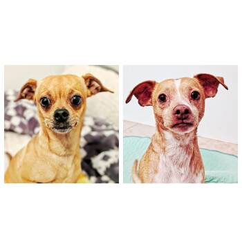 Blu & Noel -  Chihuahua and Jack Russell Terrier Dog for Adoption in Eustis, Florida - Blu & Noel | PetCurious