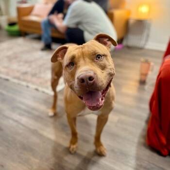 Buster Butters Softer than a Crescent Roll -  American Staffordshire Terrier and Pit Bull Terrier Dog for Adoption in Friendswood, Texas - Buster Butters Softer Than A Crescent Roll | PetCurious
