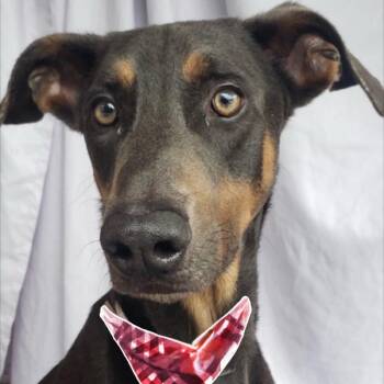 John Dwayne -  Doberman Pinscher Dog for Adoption in Houston, Texas - John Dwayne | PetCurious