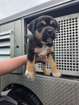 Mixed Breed Dogs Available for Adoption in Rockport, Texas - London | PetCurious