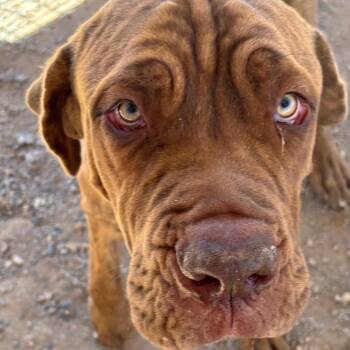 Clifford -  Mastiff Dog for Adoption in Taos, New Mexico - Clifford | PetCurious