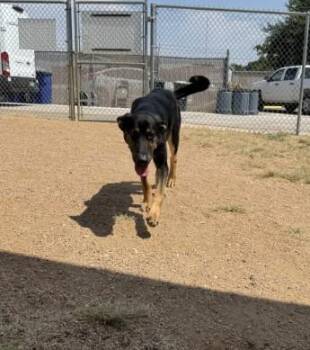 ZACK -  German Shepherd Dog and Mixed Breed Dog for Adoption in Killeen, Texas - ZACK | PetCurious