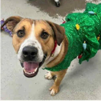 Rescue Mixed Breed Dogs for Adoption in San Francisco, California - Toto | PetCurious