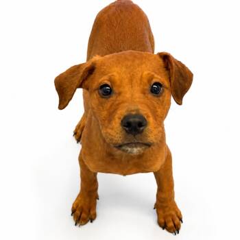 Cinnamon -  Pit Bull Terrier and Mixed Breed Dog for Adoption in Concord, North Carolina - Cinnamon | PetCurious
