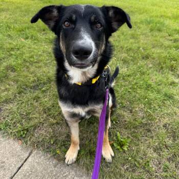 Aspen -  Mixed Breed Dog for Adoption in Naperville, Illinois - Aspen | PetCurious