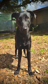 Rescue Labrador Retriever and Shepherd Dogs for Adoption in Pleasanton, Texas - Samira | PetCurious
