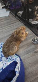 Aussiedoodle Dogs Available for Adoption in Aurora, Colorado - Osita | PetCurious