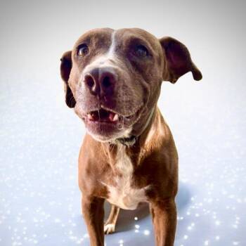 Chancey -  Labrador Retriever and Chocolate Labrador Retriever Dog for Adoption in Punta Santiago, Humacao - Chancey | PetCurious