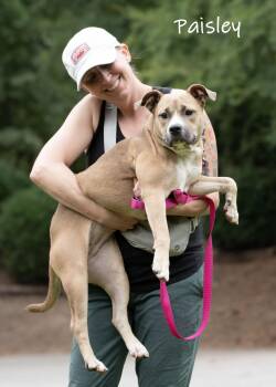 Paisley -  Pit Bull Terrier Dog for Adoption in Watkinsville, Georgia - Paisley | PetCurious