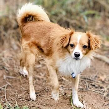 John -  Chihuahua and Mixed Breed Dog for Adoption in Wake Forest, North Carolina - John | PetCurious
