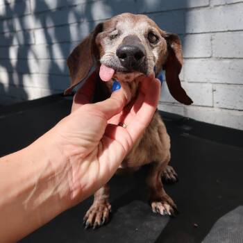 Rescue Dachshund and Mixed Breed Dogs for Adoption in Pearland, Texas - Rusty | PetCurious