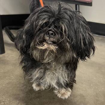 Rascal -  Shih Tzu Dog for Adoption in Tampa, Florida - Rascal | PetCurious