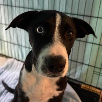 Mixed Breed Dogs Available for Adoption in Lake Jackson, Texas - Beaker | PetCurious