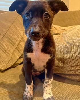 Australian Cattle Dog Blue Heeler and Shepherd Dogs Available for Adoption in Novato, California - Maisie | PetCurious