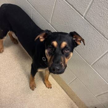 Toro -  Shepherd and Mixed Breed Dog for Adoption in Bristol, Indiana - Toro | PetCurious