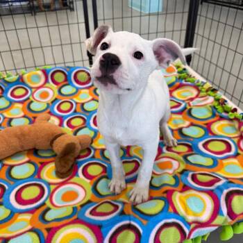 Knight -  Pit Bull Terrier Dog for Adoption in Houston, Texas - Knight | PetCurious