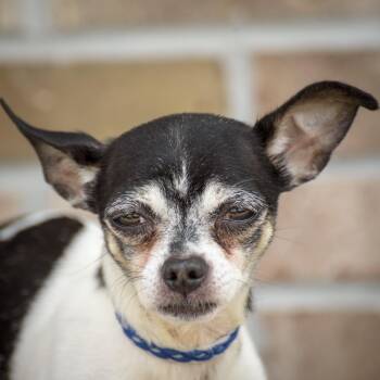 Figaro -  Chihuahua Dog for Adoption in Lambertville, New Jersey - Figaro | PetCurious