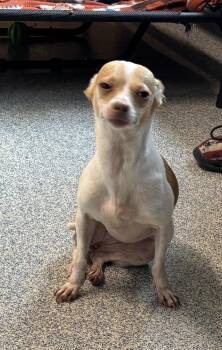 Chihuahua Dogs Available for Adoption in Bartlesville, Oklahoma - Sunshine | PetCurious