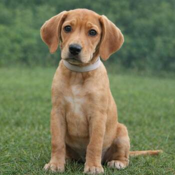 CT Ari -  Labrador Retriever and Mixed Breed Dog for Adoption in Stormville, New York - CT Ari | PetCurious