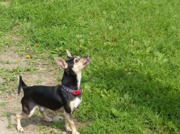 Coco -  Chihuahua Dog for Adoption in Ogdensburg, New York - Coco | PetCurious