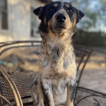 Australian Cattle Dog Blue Heeler Dogs Available for Adoption in Goliad, Texas - Sidekick PC | PetCurious