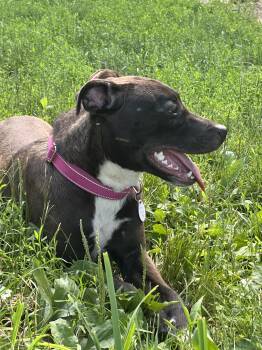 Patsy -  Mixed Breed Dog for Adoption in Churchville, New York - Patsy | PetCurious
