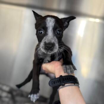 Stick -  Mixed Breed Dog for Adoption in Flagstaff, Arizona - Stick | PetCurious