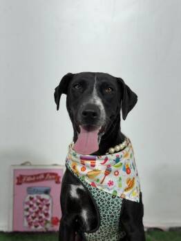 Roxy Ranger-One of our Amazing Rescue Dogs -  German Shorthaired Pointer and English Pointer Dog for Adoption in Carlsbad, California - Roxy Ranger-One Of Our Amazing Rescue Dogs | PetCurious