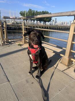 Tommy -  Mixed Breed Dog for Adoption in Vassalboro, Maine - Tommy | PetCurious