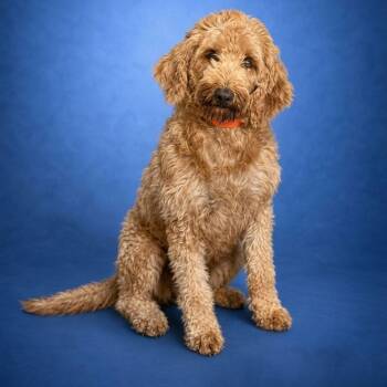 Baylor 6304 -  Goldendoodle Dog for Adoption in Boca Raton, Florida - Baylor 6304 | PetCurious