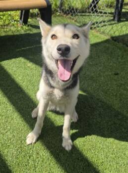 KATNISS -  Mixed Breed Dog for Adoption in Columbia, South Carolina - KATNISS | PetCurious