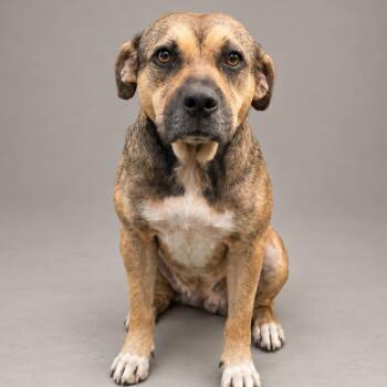 Honey Bear -  Terrier and Mixed Breed Dog for Adoption in Little Rock, Arkansas - Honey Bear | PetCurious