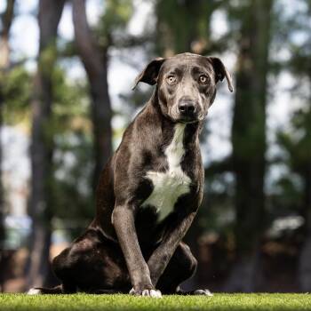 Misty -  Mixed Breed Dog for Adoption in Jupiter, Florida - Misty | PetCurious