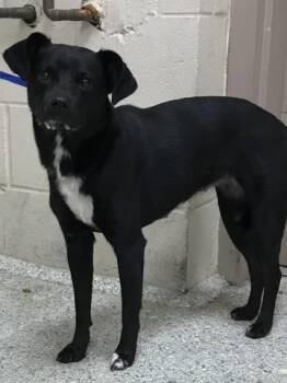 Rescue Labrador Retriever Dogs for Adoption in Conroe, Texas - A420419 | PetCurious