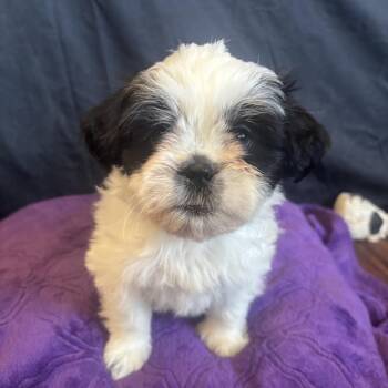 Shih Tzu Dogs Available for Adoption in Dallas, Texas - FrenchFry | PetCurious