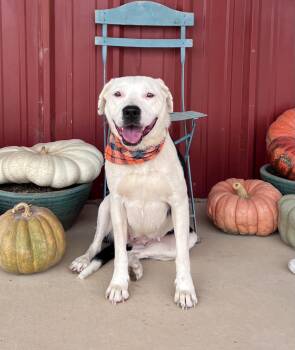 Rescue Border Collie and Dalmatian Dogs for Adoption in Lubbock, Texas - Chanel | PetCurious
