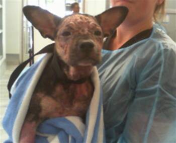 A1267567 -  Pit Bull Terrier Dog for Adoption in Charlotte, North Carolina - A1267567 | PetCurious