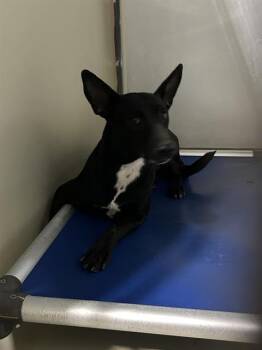 Rescue Border Collie Dogs for Adoption in Thousand Oaks, California - Freida -- URGENT!! | PetCurious