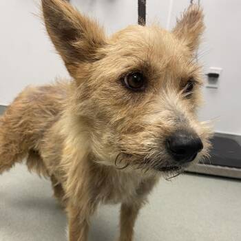 Wirehaired Terrier Dogs Available for Adoption in Abilene, Texas - Sweetart | PetCurious