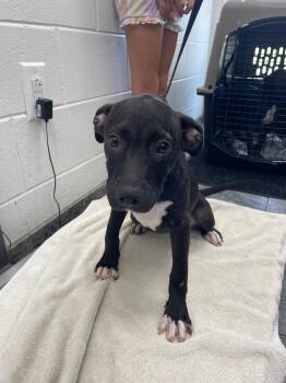 Whiskey -  Mixed Breed Dog for Adoption in Oxford, North Carolina - Whiskey | PetCurious