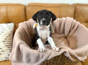 Joan the family pup -  Black Labrador Retriever and Shepherd Dog for Adoption in Friendswood, Texas - Joan The Family Pup | PetCurious