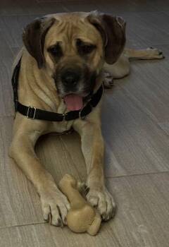 Rescue Boerboel Dogs for Adoption in Larkspur, Colorado - Billie | PetCurious