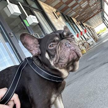 French Bulldog Dogs Available for Adoption in Chico, California - BRADFORD | PetCurious