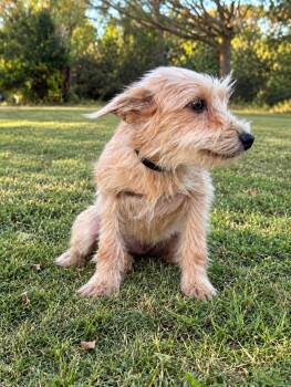 Lena -  Terrier Dog for Adoption in Helotes, Texas - Lena | PetCurious