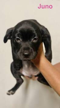 Juno -  Labrador Retriever Dog for Adoption in Manchester, Connecticut - Juno | PetCurious