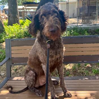Pookie -  Mixed Breed Dog for Adoption in Leander, Texas - Pookie | PetCurious